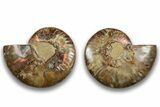 Cut & Polished, Agatized Ammonite Fossil - Madagascar #323380-1